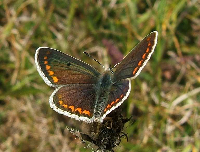 Aricia agestis Aricia agestis